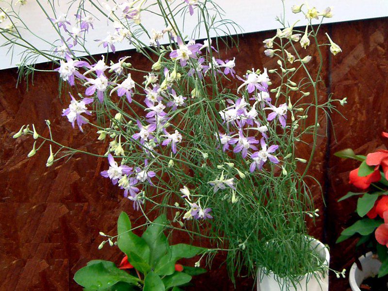 ftBjEE}bVEfjbV(Delphinium)